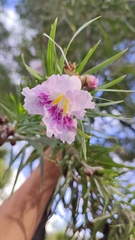 Chilopsis linearis