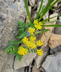 Lomatium sandbergii
