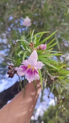 Chilopsis linearis