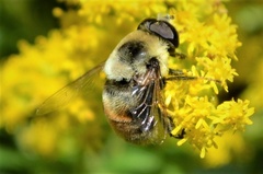 Eristalis flavipes