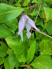 Clematis occidentalis grosseserrata