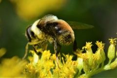 Eristalis flavipes