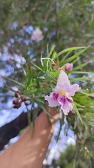 Chilopsis linearis