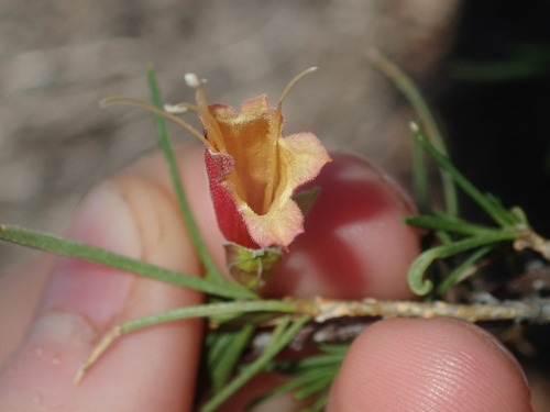 Image of Crimson Turkey Bush (Eremophila latrobei) by (c) Thomas Mesaglio, some rights reserved (CC BY)