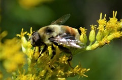 Eristalis flavipes
