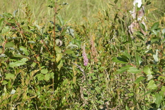 Spiraea tomentosa