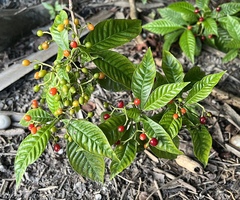 Psychotria nervosa