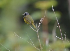 Geothlypis tolmiei