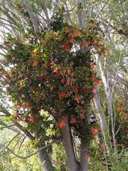 Tristerix corymbosus