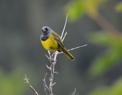 Geothlypis tolmiei