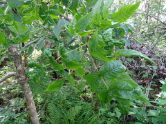 Fraxinus nigra image
