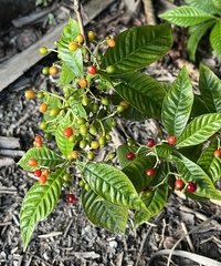 Psychotria nervosa