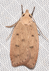 Machimia tentoriferella