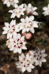 Androcalva crispa