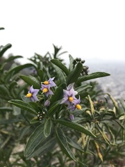 Solanum crispum