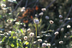 Eriophorum virginicum