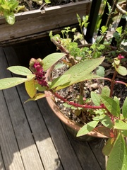 Phytolacca octandra