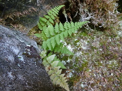 Cystopteris tenuis