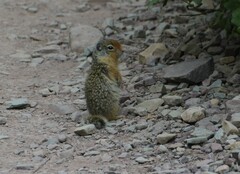 Urocitellus columbianus
