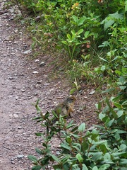 Urocitellus columbianus