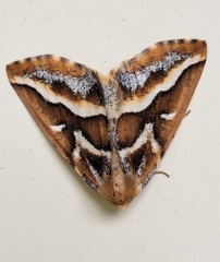 Caripeta angustiorata