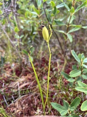 Calopogon tuberosus