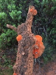 Trametes cinnabarina