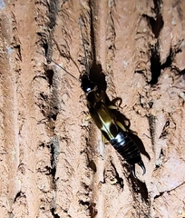 Euborellia cincticollis