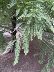 Taxodium