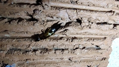 Euborellia cincticollis