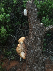 Trametes cinnabarina