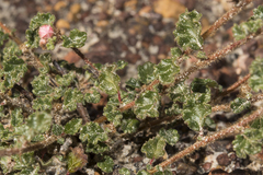 Androcalva crispa