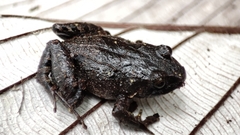 Niceforonia mantipus