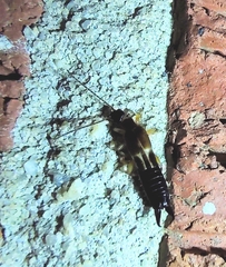 Euborellia cincticollis