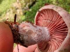 Lactarius subpurpureus