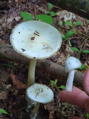 Phalloideae