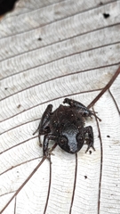 Niceforonia mantipus