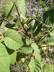 Juglans