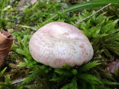 Lactarius subpurpureus