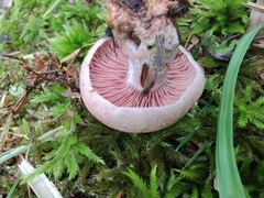 Lactarius subpurpureus