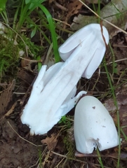Amidella