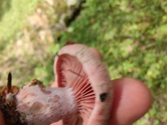 Lactarius subpurpureus