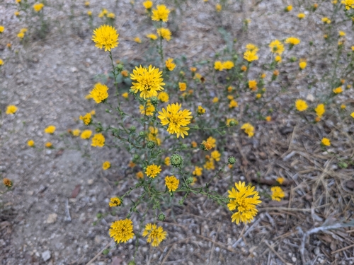 iNaturalist observation photo of Valley Lessingia