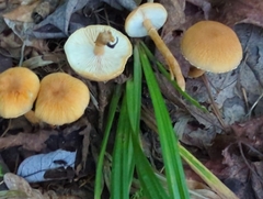 Cystoderma