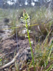 Stackhousia monogyna