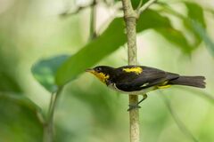 Hemithraupis flavicollis