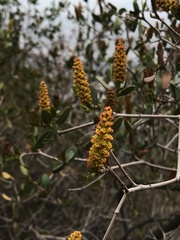 Colliguaja odorifera