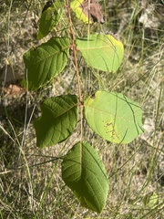 Juglans