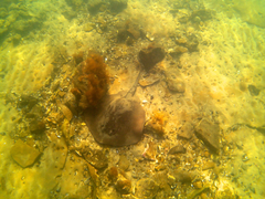 Trygonoptera imitata