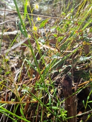 Stackhousia monogyna